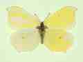 Gonepteryx rhamni (mosaic gynandromorph) (Internet Image property of respective owner, non-commercial use only)